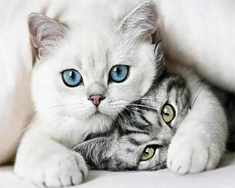 Broderie diamant Amis Chats - Scène tendre et féline à créer