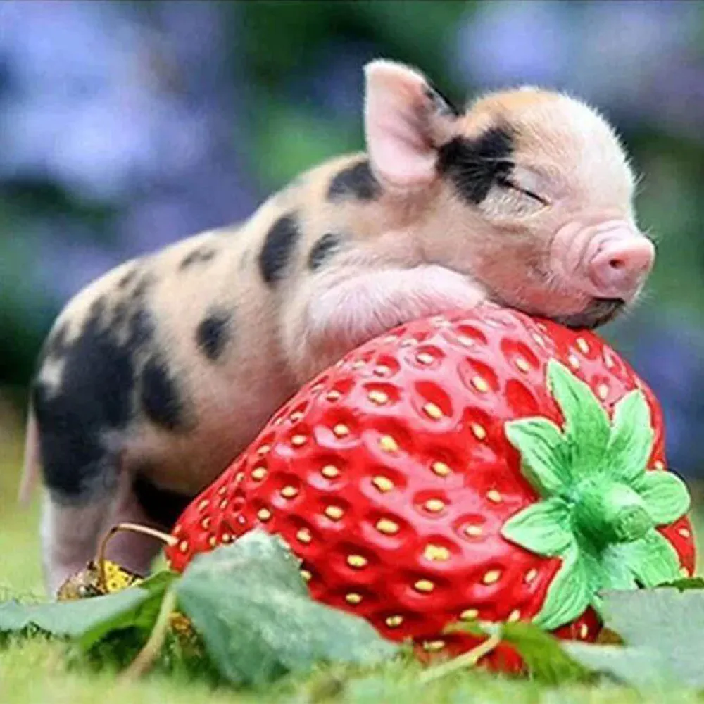 Broderie diamant bébé cochon et fraise - Mignon motif animalier