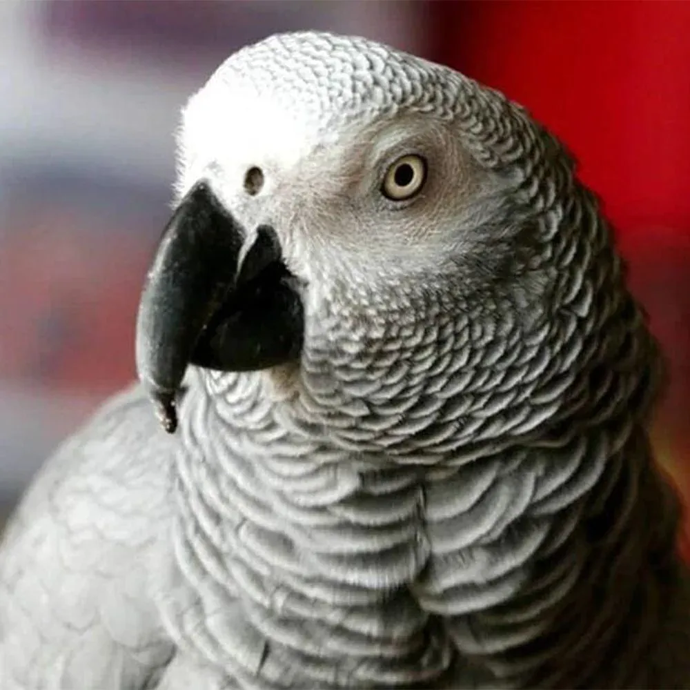 Broderie diamant Bec d'Oiseau