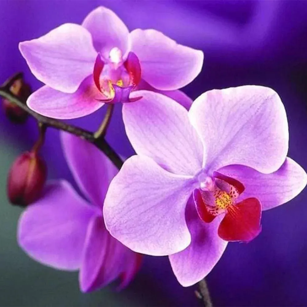 Broderie diamant Belle Fleur Violette