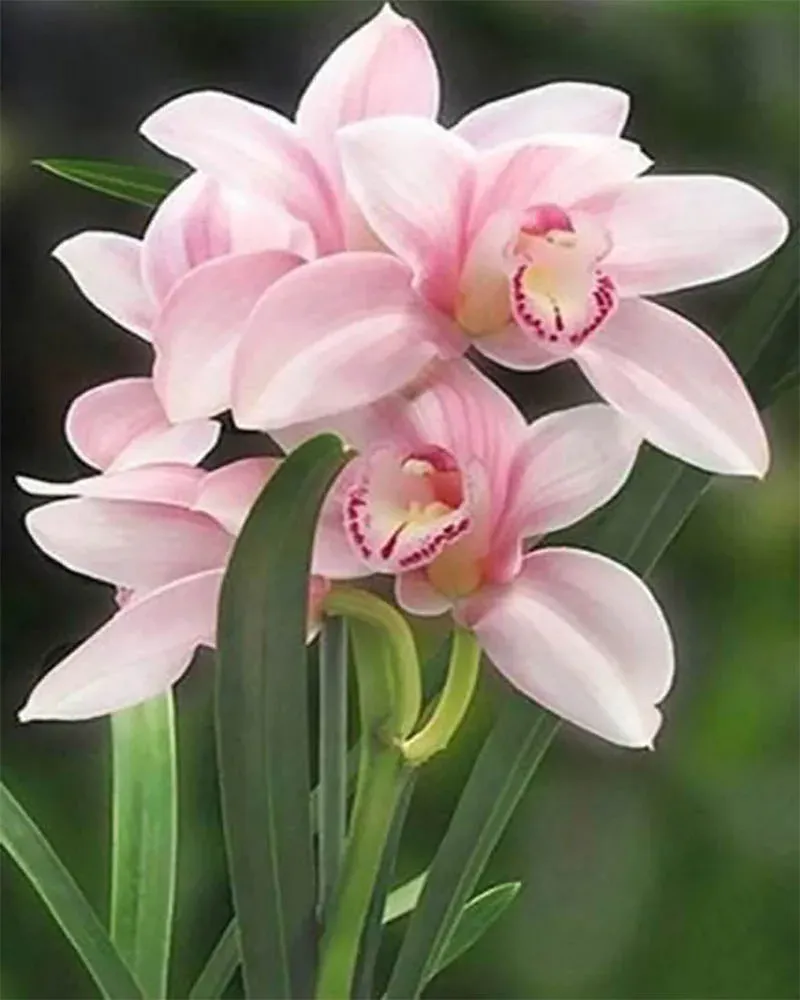 Broderie diamant Belle Fleur