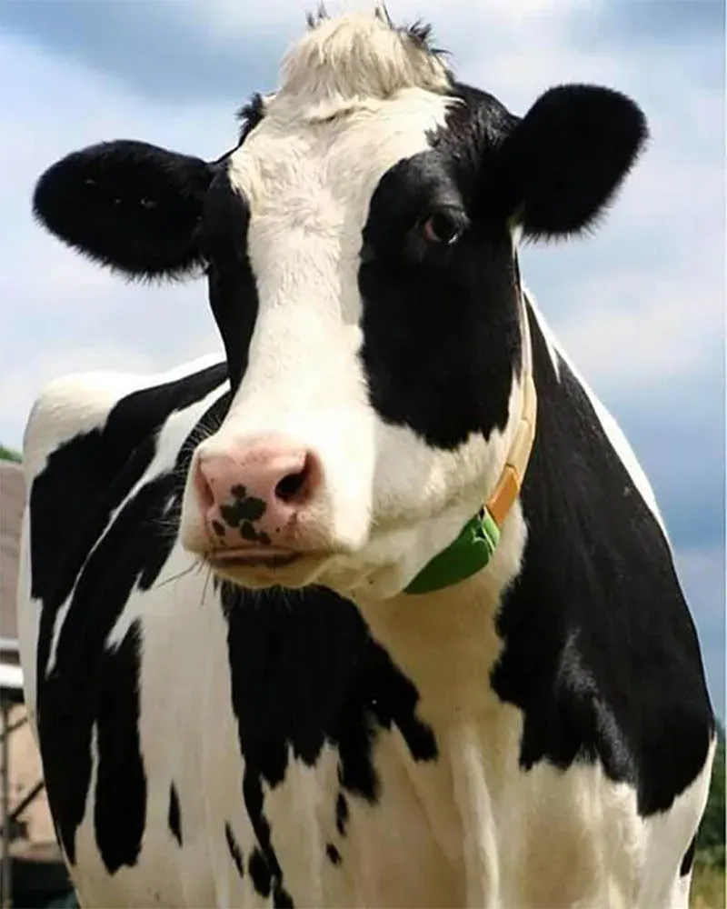 Broderie diamant Belle Vache