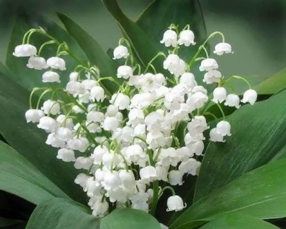 Broderie diamant Bouquet de Muguet