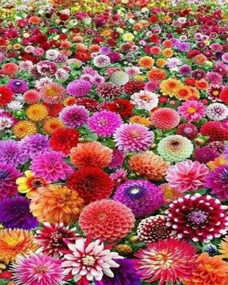 Broderie diamant Champ de Fleurs