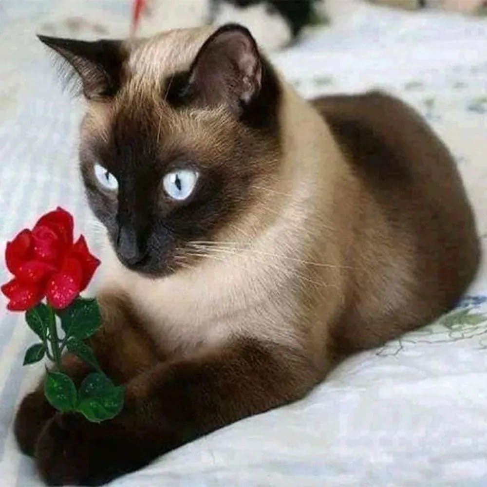 Broderie diamant Chat Romantique - Élégance féline en diamants