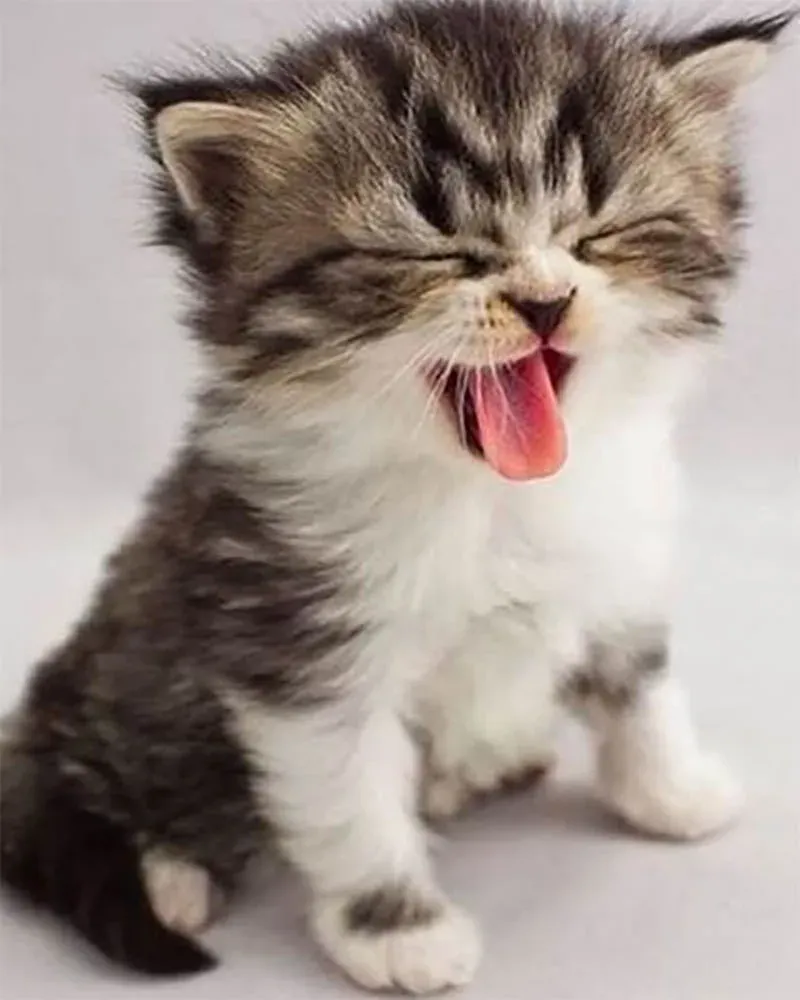 Broderie diamant chaton mignon - Kit complet animaux scintillants