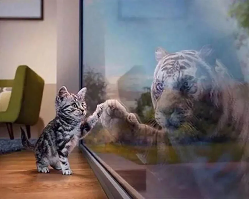 Broderie Diamant : Chaton au reflet de tigre