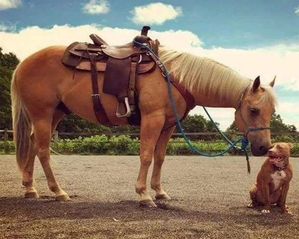 Broderie diamant Cheval - Élégance équine en cristaux scintillants