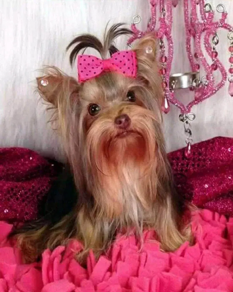 Broderie diamant Chien et fond rose