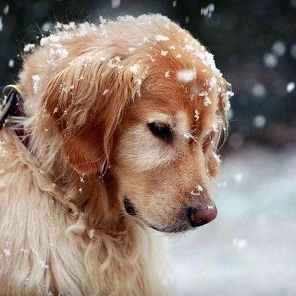 Broderie diamant Chien sous la Neige - Paysage hivernal et douceur animale