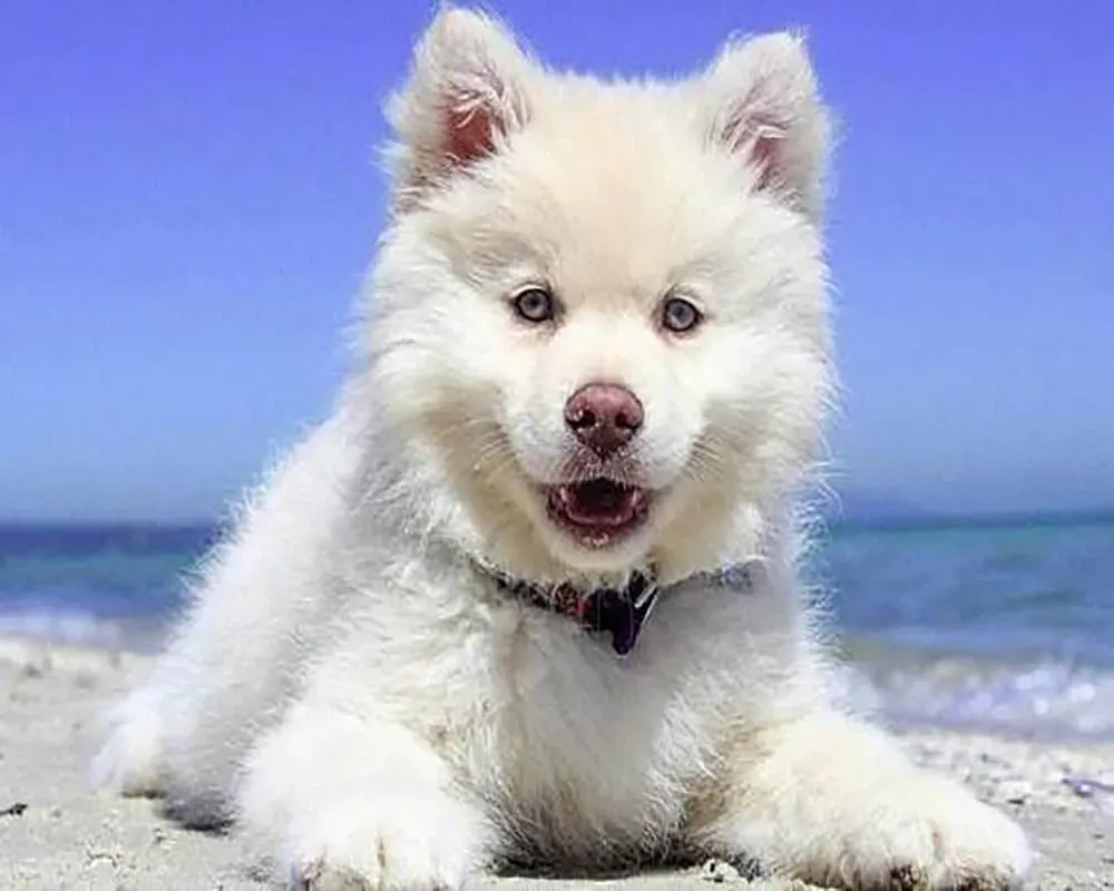 Broderie diamant Chien sur la Plage