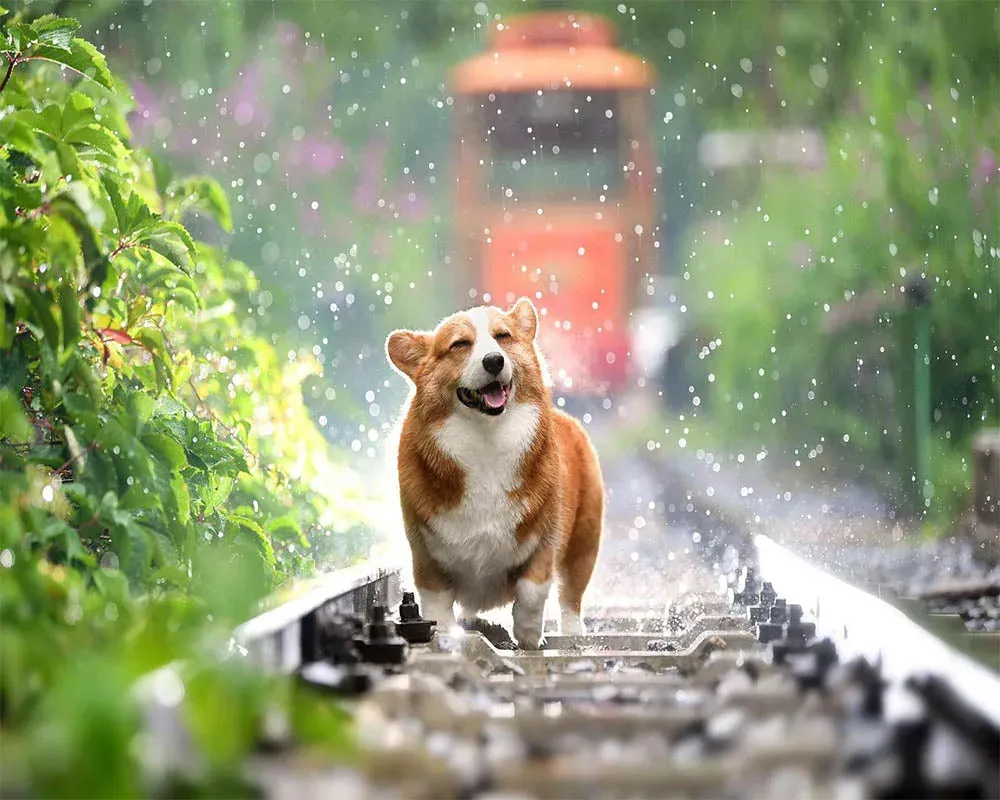 Broderie diamant Chien sur les rails