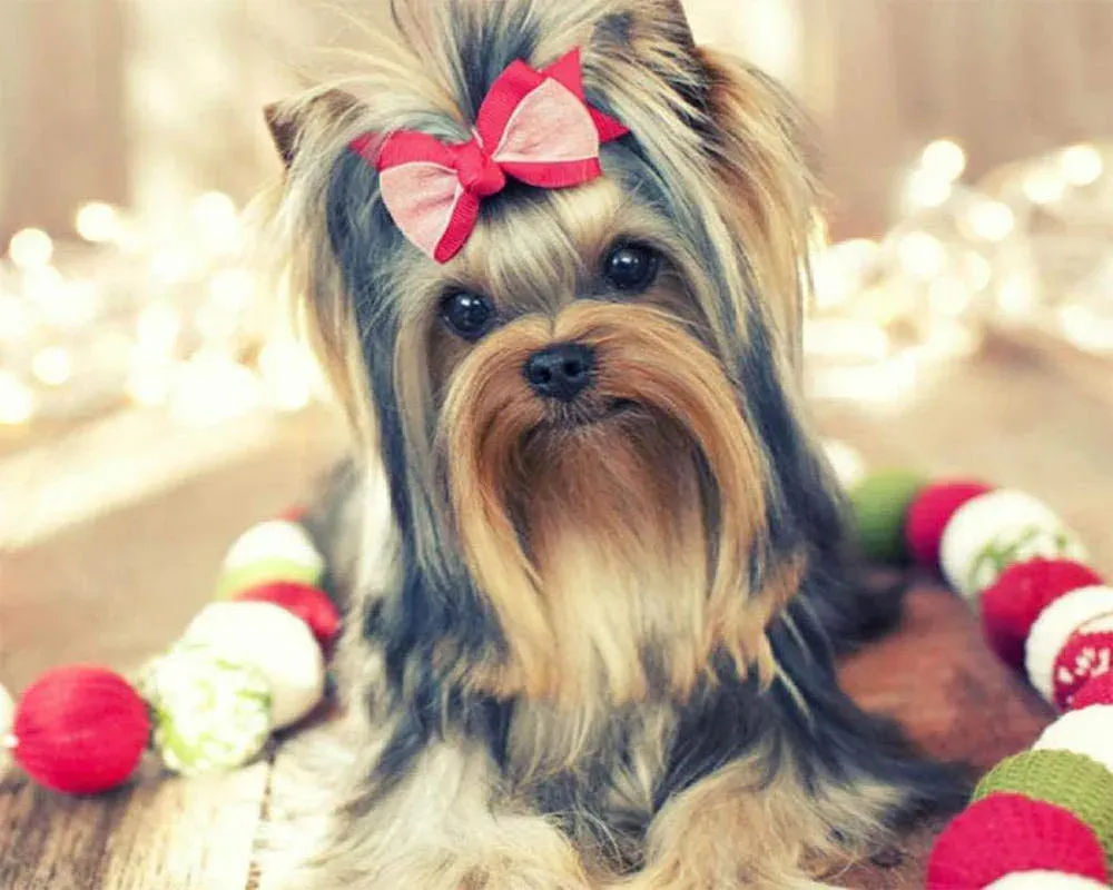 Broderie diamant chien mignon - Tableau scintillant d'une chienne adorable