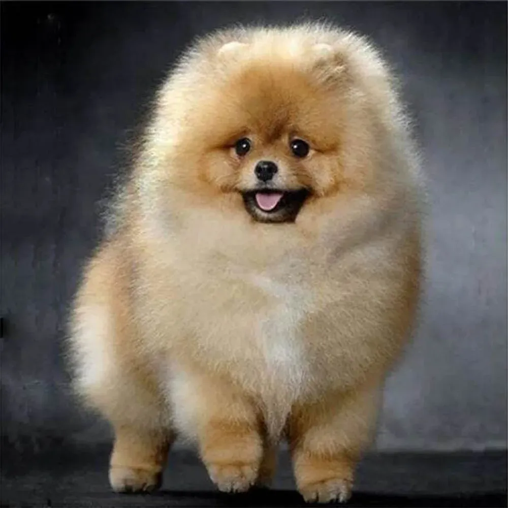Broderie diamant Chow Chow