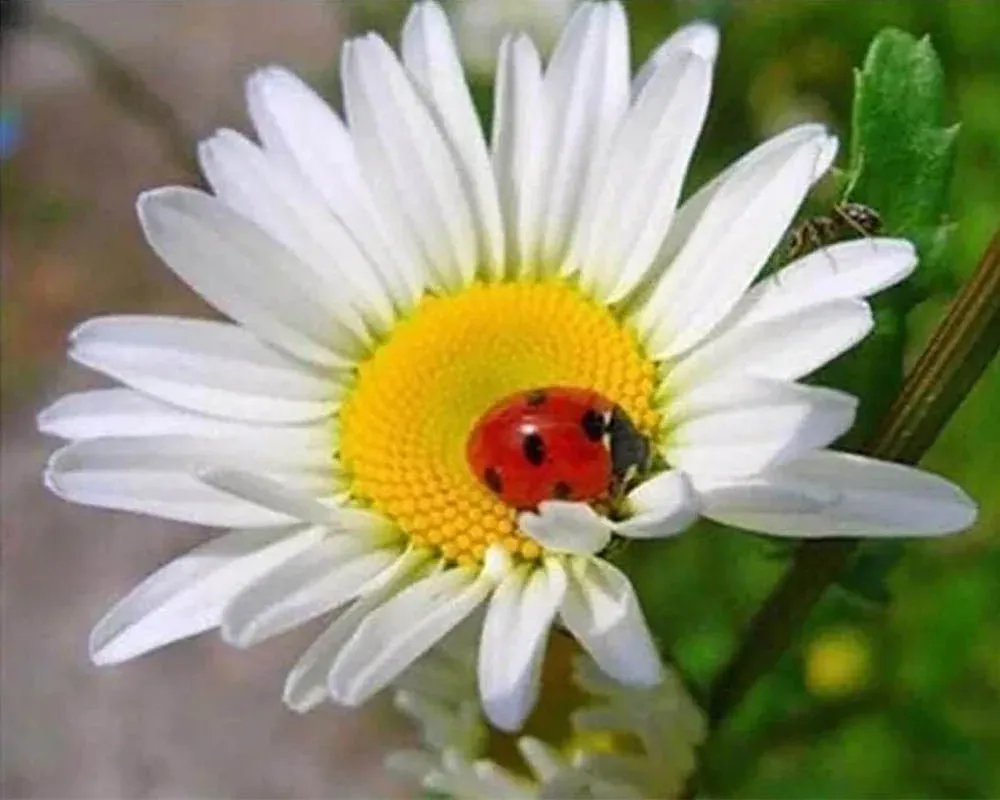 Broderie diamant Coccinelle et Marguerite