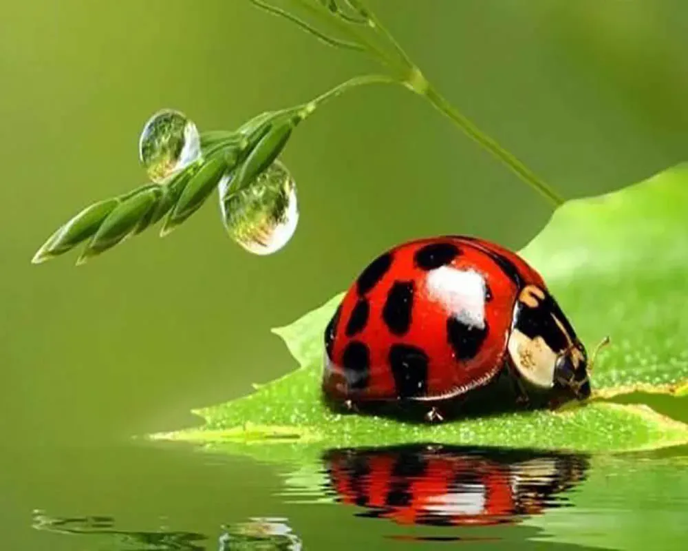 Broderie diamant Coccinelle - Kit animaux scintillants en résine
