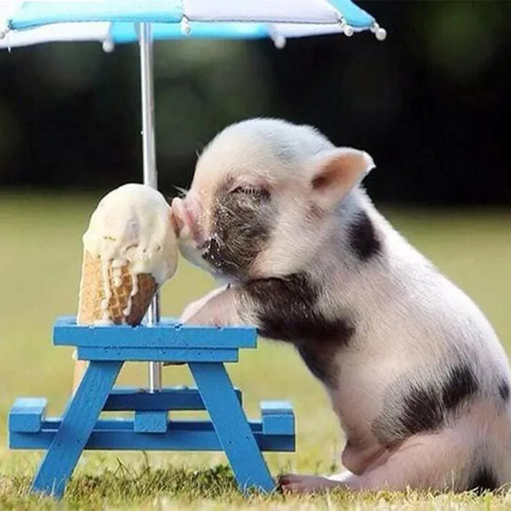 Broderie diamant Cochon et Glace - Scène animalière gourmande