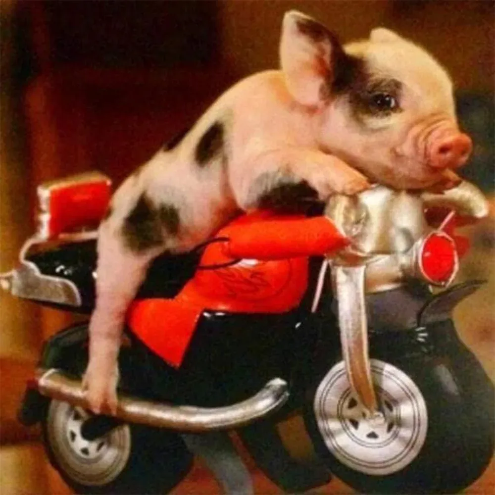 Broderie diamant Cochon et Moto