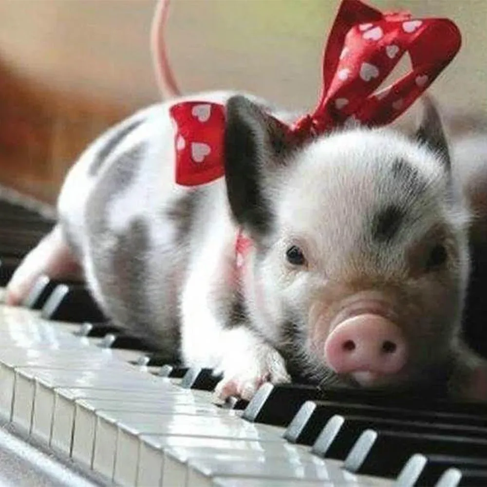 Broderie Diamant Cochon et Piano Animalier