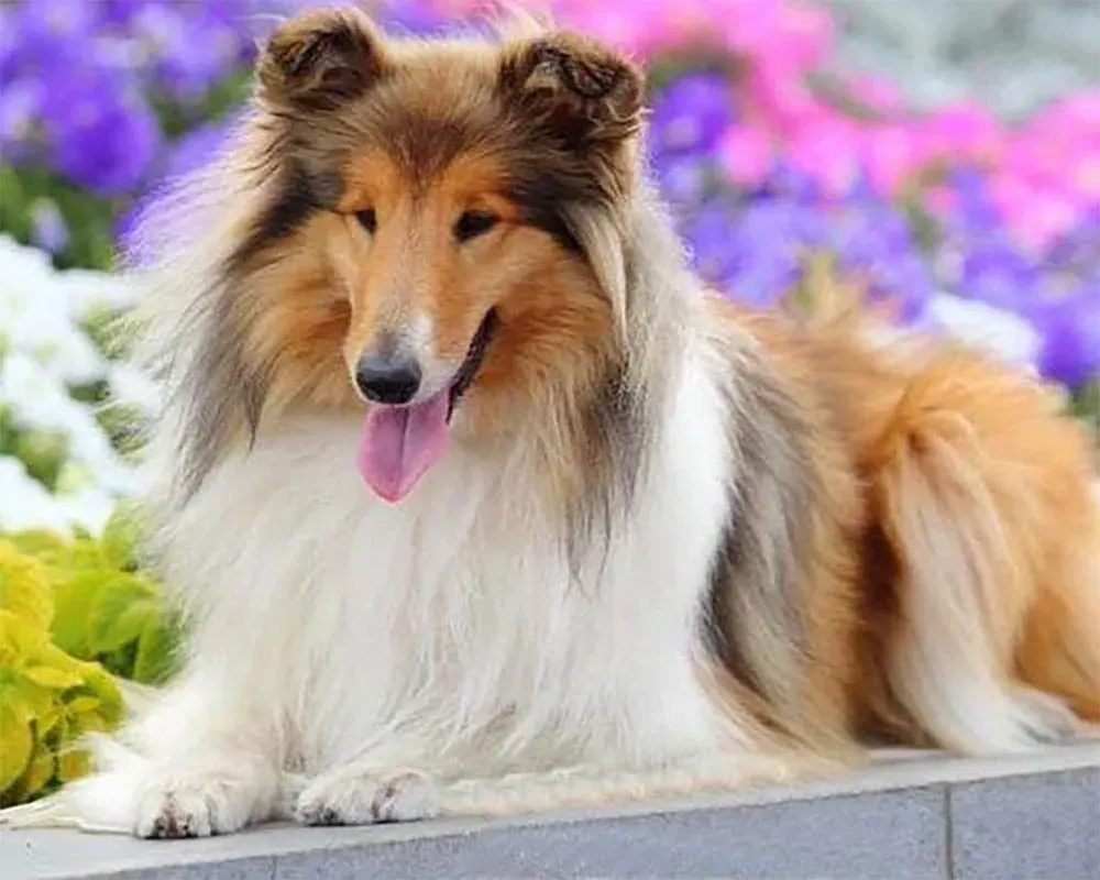 Broderie diamant Colley - Portrait fidèle d'un chien élégant