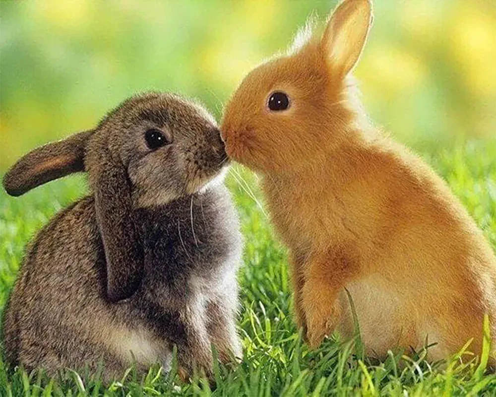 Broderie diamant couple de lapins - Romance animalière en strass
