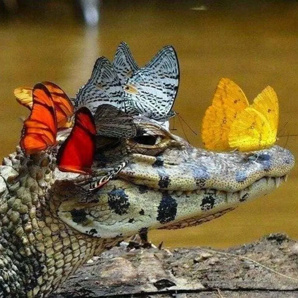 Broderie diamant Crocodile et Papillons