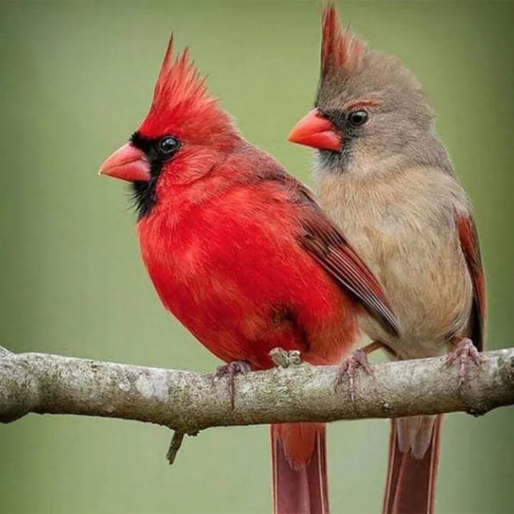 Broderie diamant Deux Oiseaux sur une branche