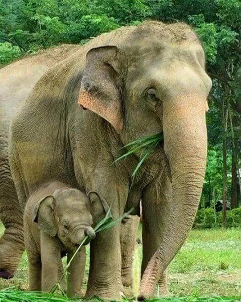 Broderie diamant Eléphant et son nouveau-né