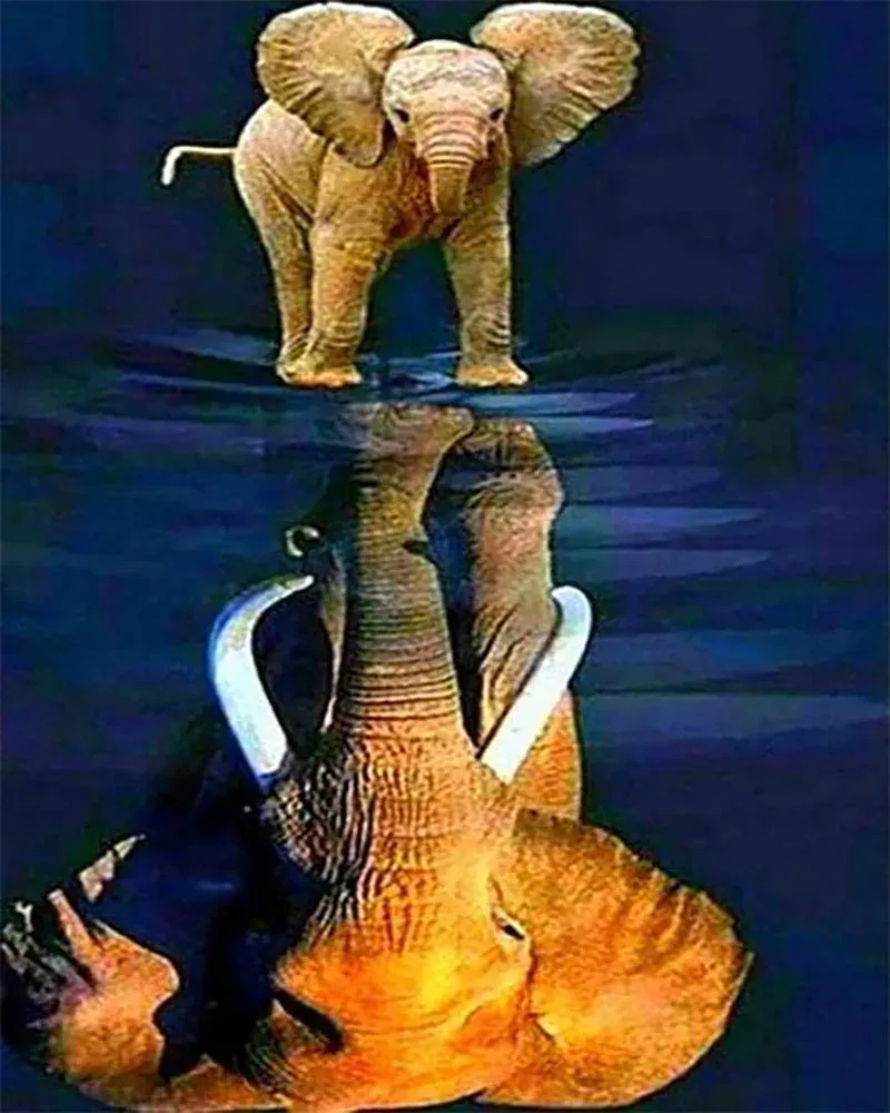 Broderie diamant Eléphant et son reflet