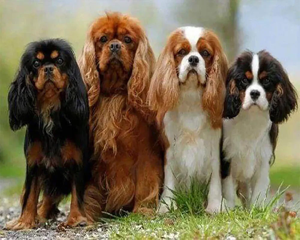 Broderie diamant Famille Chiots - Tendresse animalière en diamants