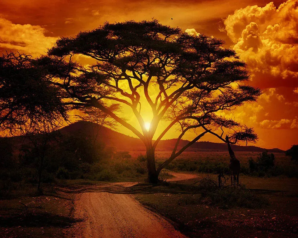 Broderie diamant Grand Arbre et Lever du soleil