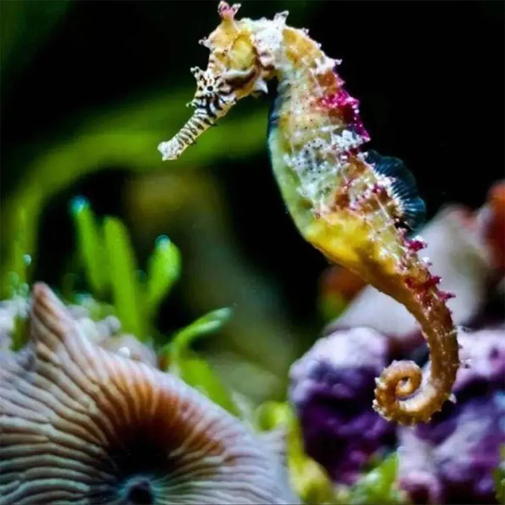 Broderie diamant Hippocampe - Élégance marine en kit complet