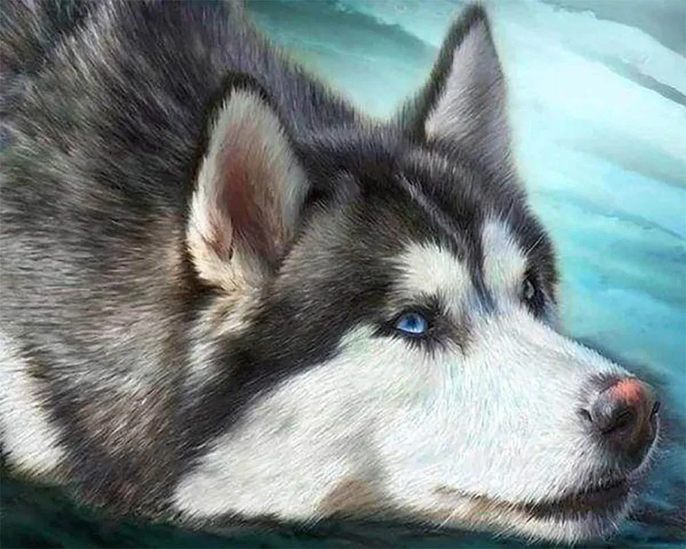Broderie diamant Husky aux yeux bleus - Portrait canin éclatant