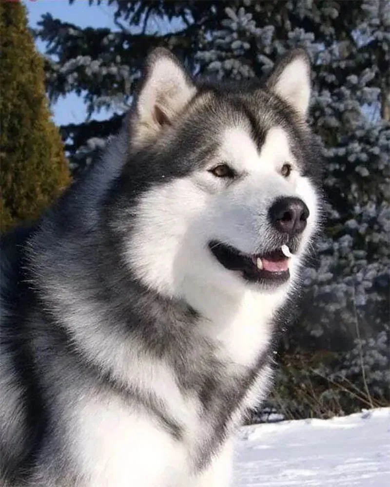 Broderie diamant Husky dans la Neige