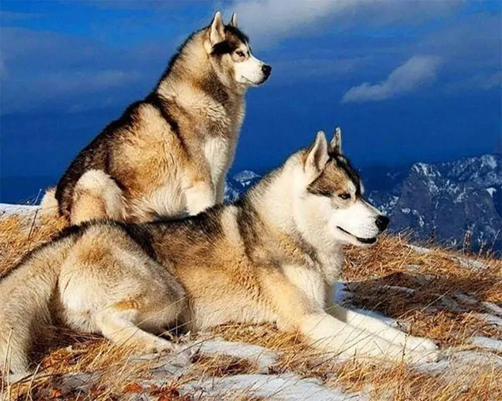 Broderie diamant Huskys - Portrait réaliste de chiens des neiges