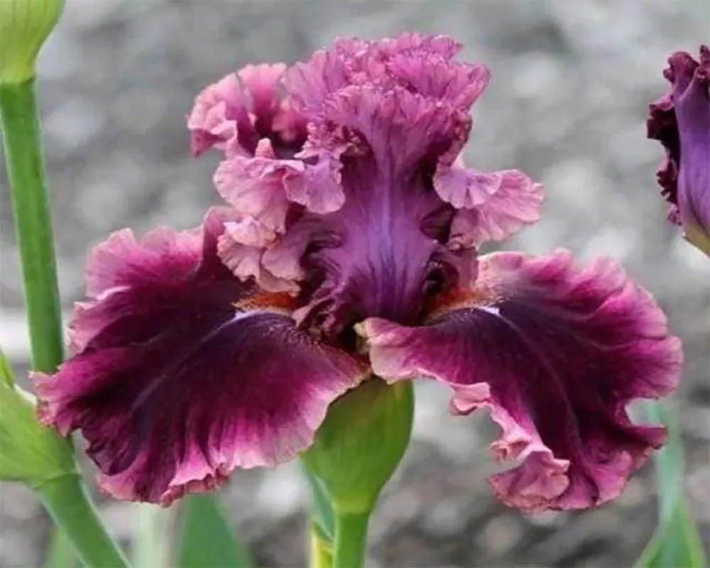 Broderie diamant Iris grenat