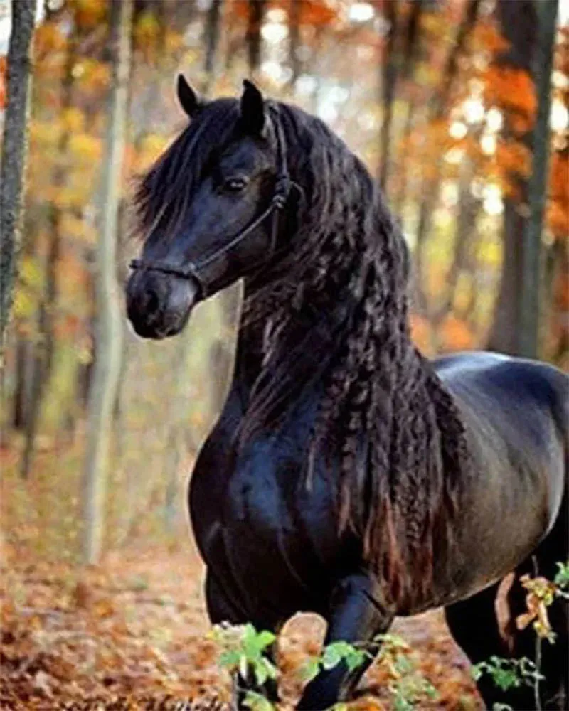 Broderie diamant Jument noire - Élégance animale en diamants