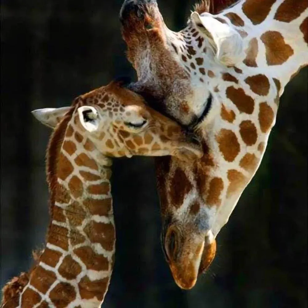 Broderie diamant La Famille Girafe