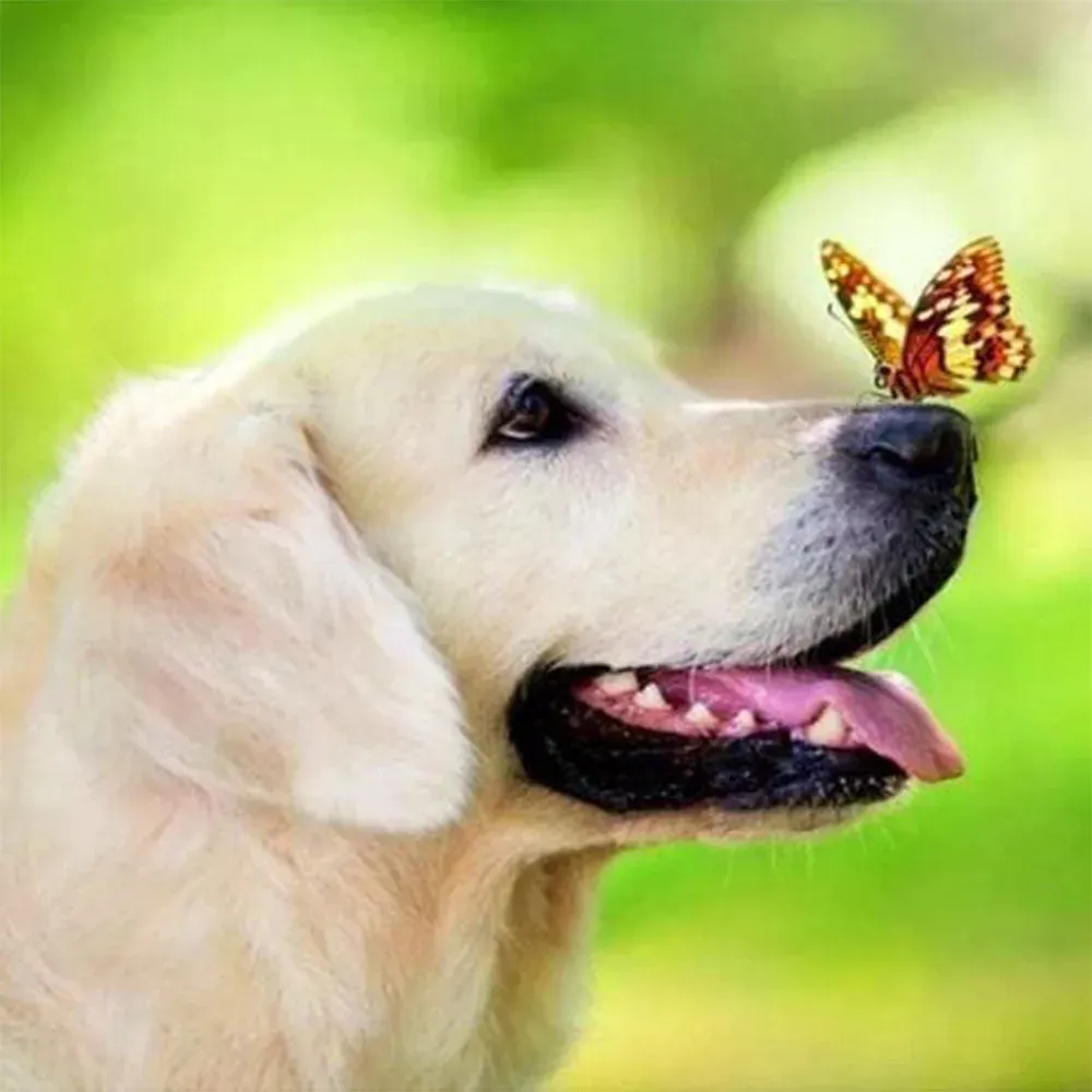 Broderie diamant Labrador et Papillon - Mille Facettes