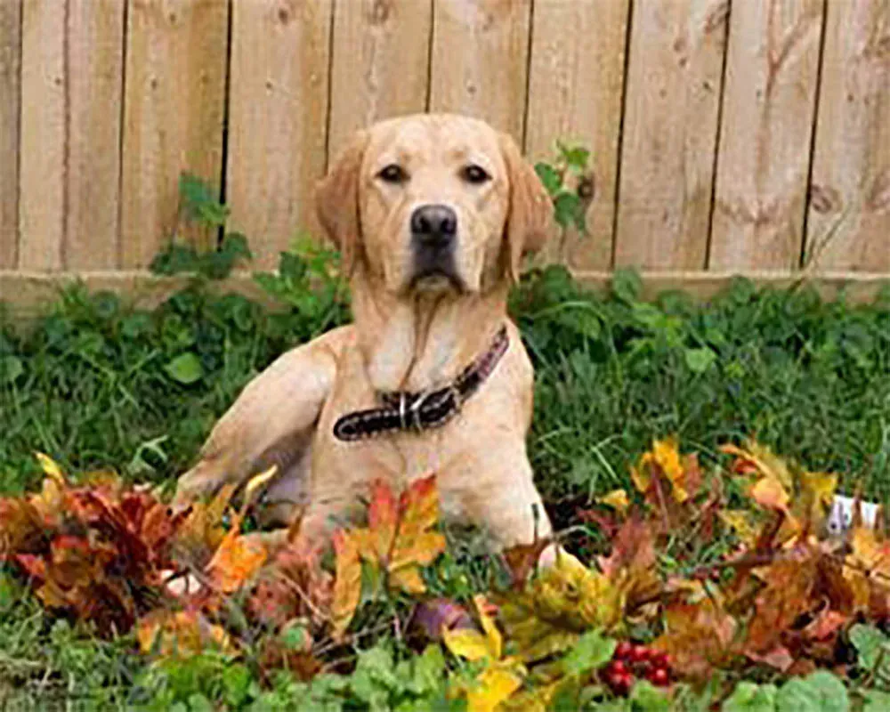 Broderie diamant Labrador - Portrait fidèle d'un compagnon à quatre pattes
