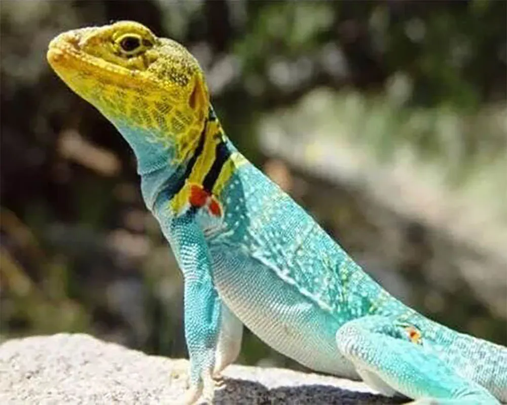 Lézard en broderie diamant - Kit complet animaux sauvages scintillants