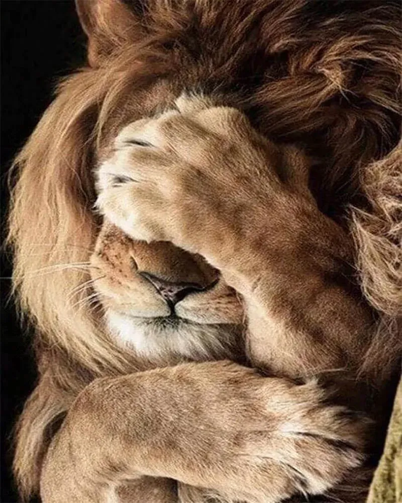 Broderie diamant Lion peureux