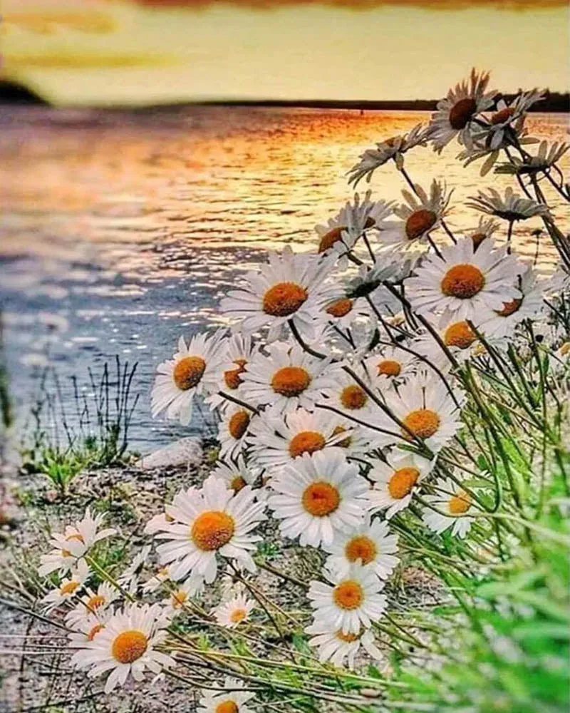 Broderie diamant Marguerites au bord de l'Eau