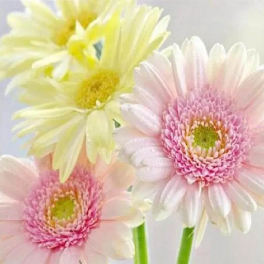 Broderie diamant Marguerites aux Couleurs Pastel