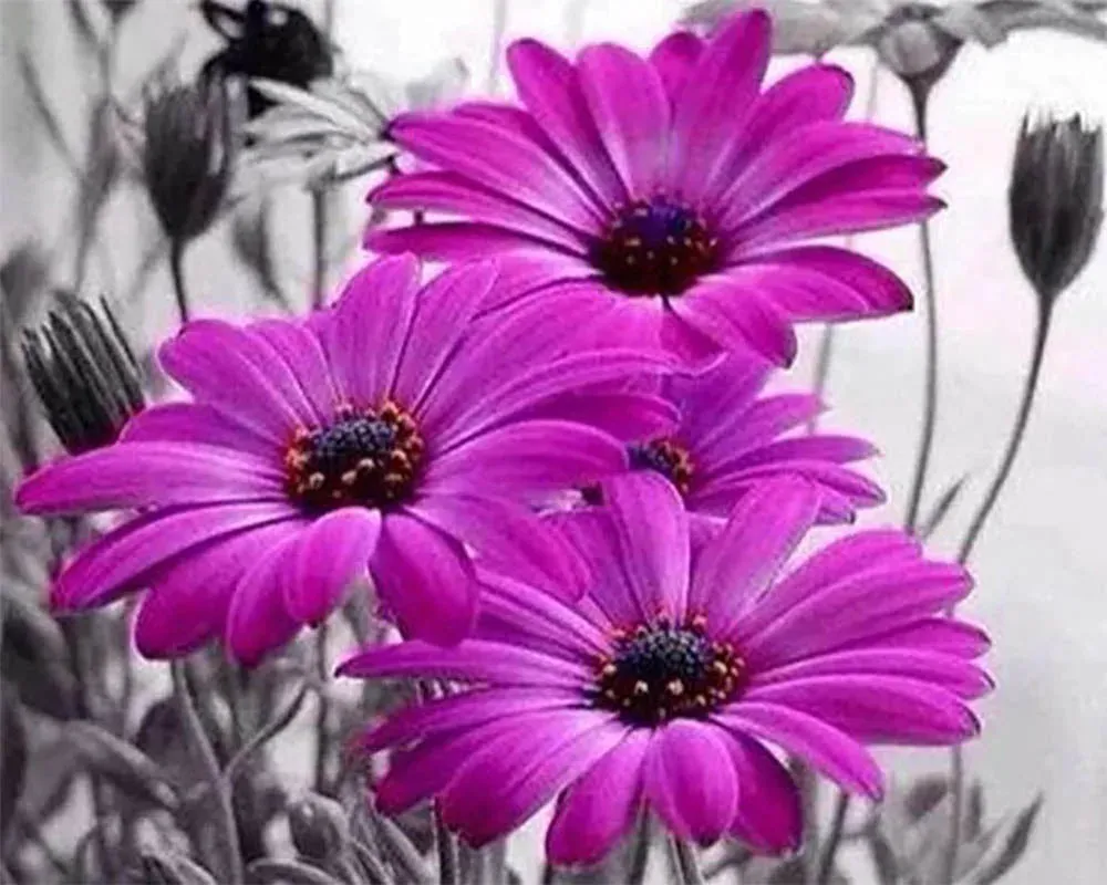 Broderie diamant Marguerites violettes