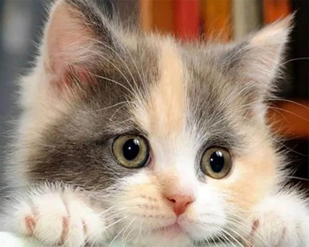 Broderie diamant Petit Chat curieux - Mignon félin à créer