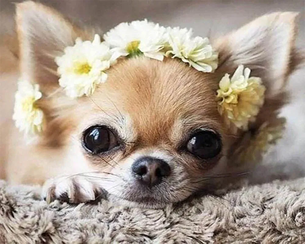 Broderie diamant Petit Chien et Couronne de Fleurs - Mille Facettes