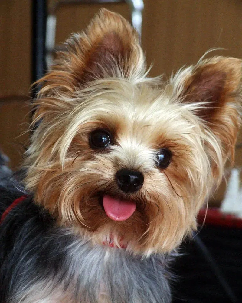 Broderie diamant chien mignon - Kit complet animaux scintillants
