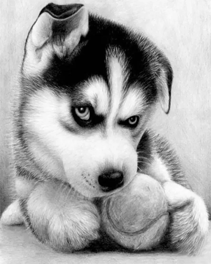 Broderie diamant Petit Husky Joueur