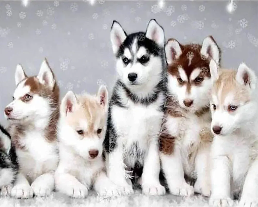 Broderie diamant Petit Loup - Animaux sauvages en diamants scintillants